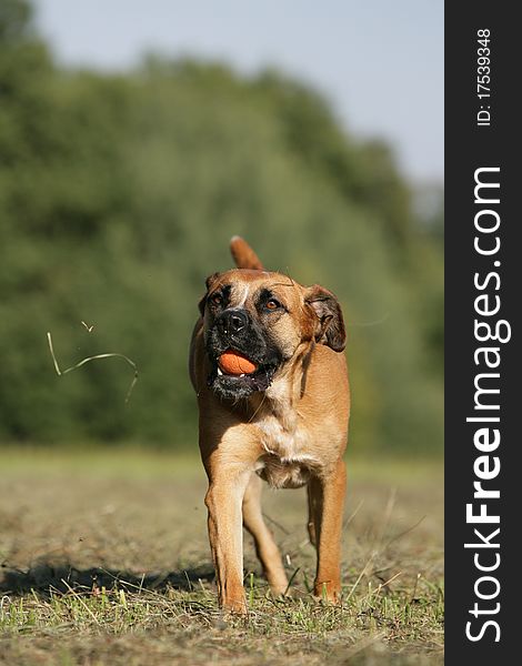 Portrait of a running boxer dog playing ball