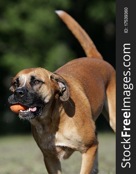 Portrait of a wild running boxer dog playing ball. Portrait of a wild running boxer dog playing ball