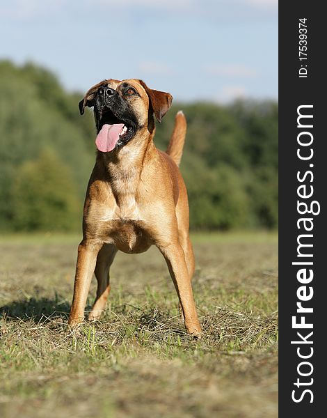 Portrait of a German boxer dog wanna playing. Portrait of a German boxer dog wanna playing