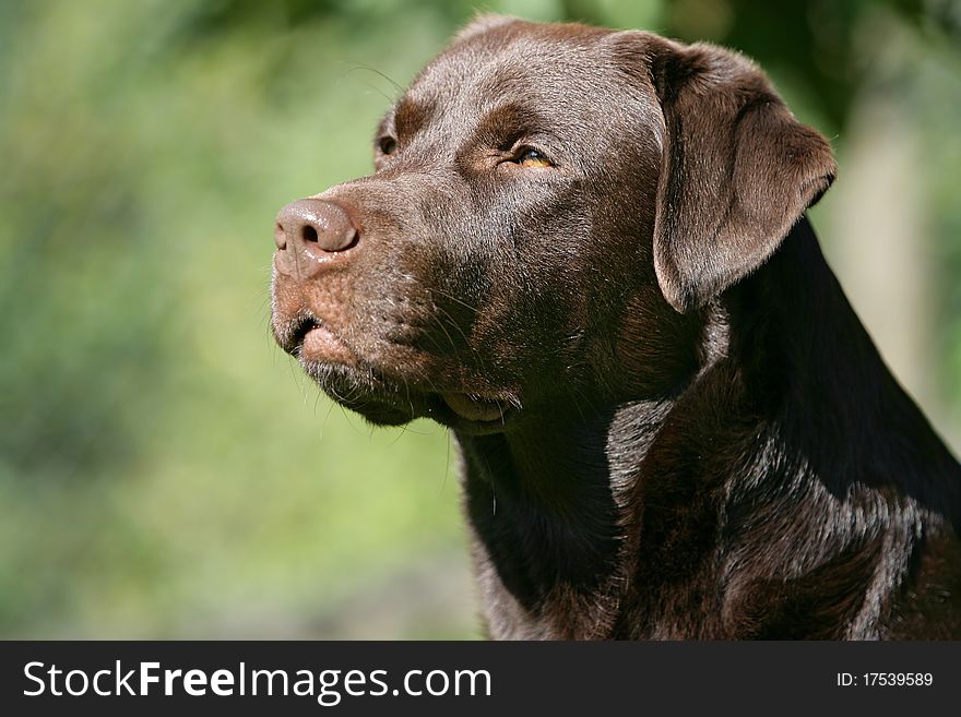 Portrait of the head of a brown Labrador retriever dog