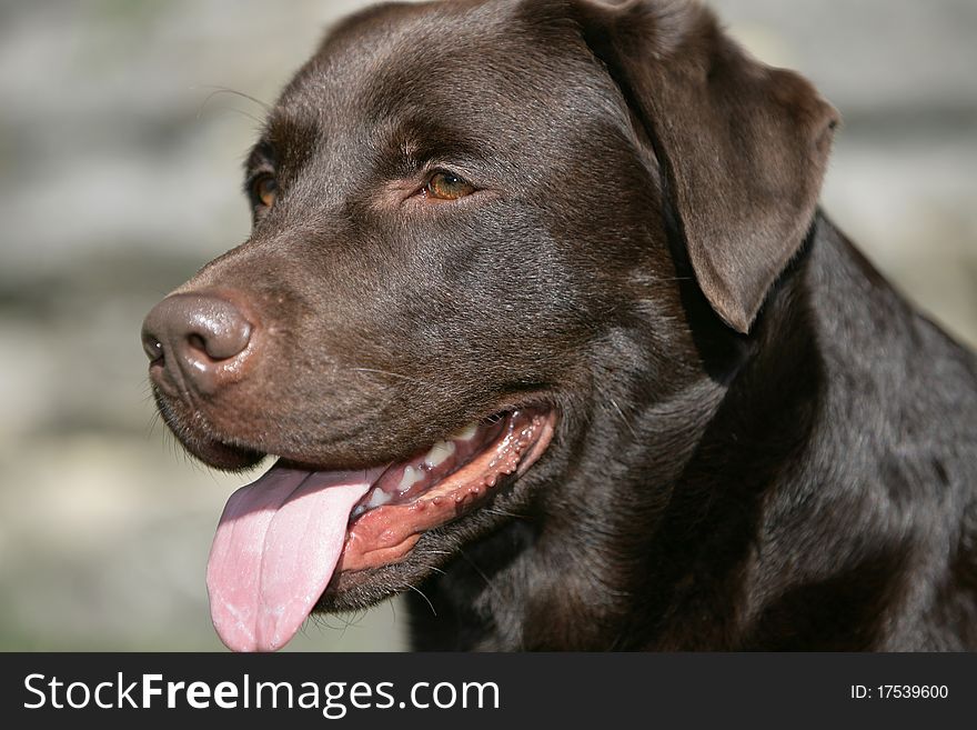 Portrait of the head of a brown Labrador retriever dog