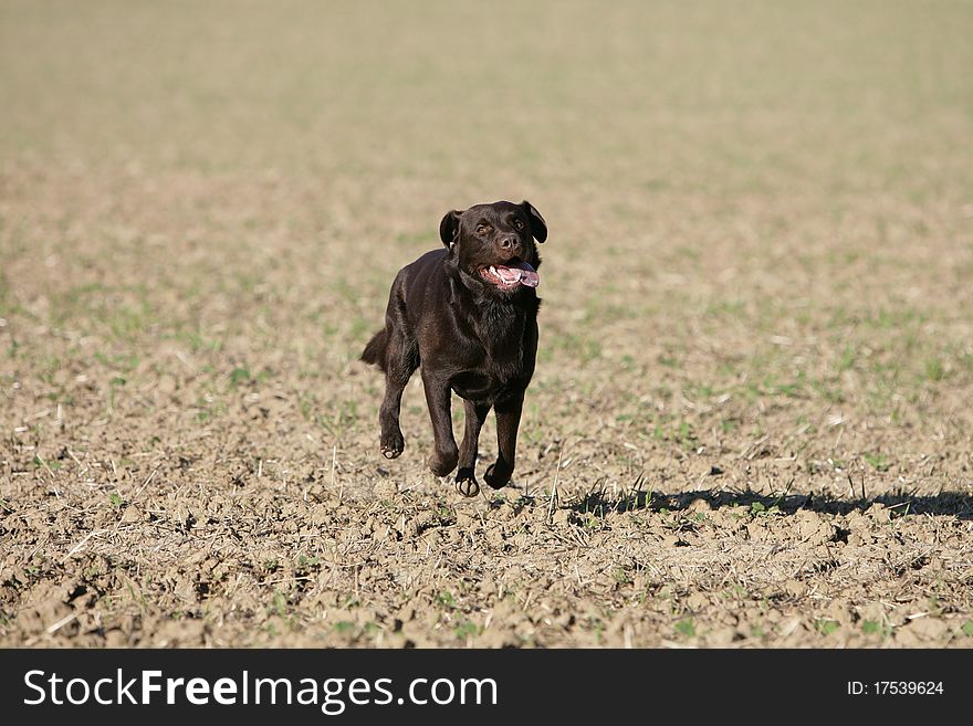 Portrait of a running brown Labrador retriever dog. Portrait of a running brown Labrador retriever dog