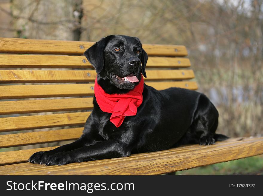 Portrait of a black Labrador retriever dog with a red scarf