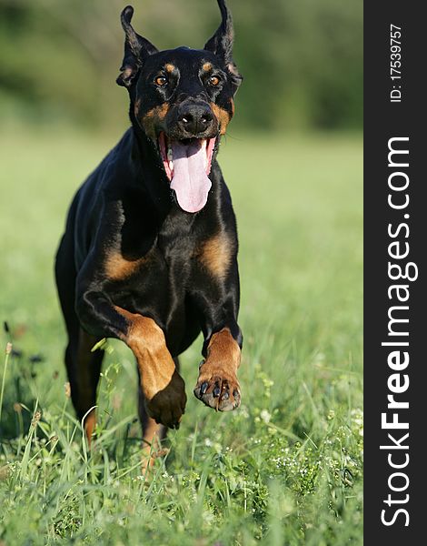 Doberman Dog