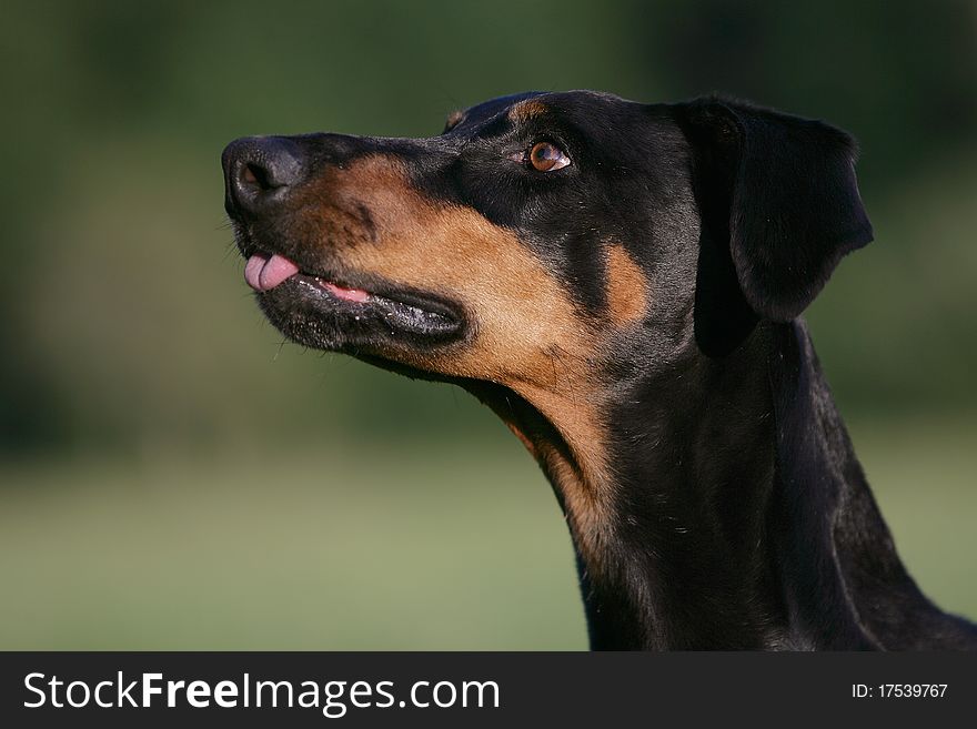 Portrait of the head of a smiling doberman dog