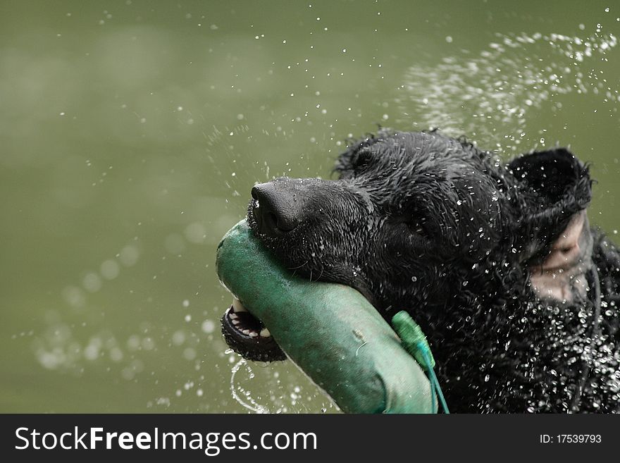 Portrait of a wet black curly coated retriever dog holding a dummy. Portrait of a wet black curly coated retriever dog holding a dummy