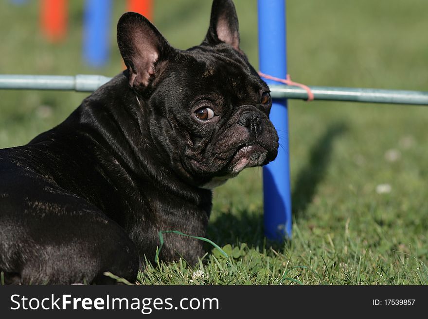 Young Frensh bulldog with a provoking look backwards