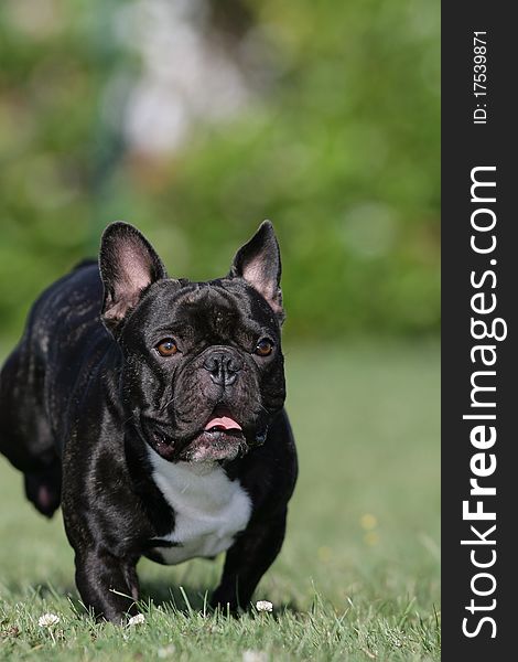 Portrait of a happy running young brown French bulldog. Portrait of a happy running young brown French bulldog