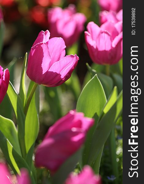 Pink tulip flower and leaf with tulip background