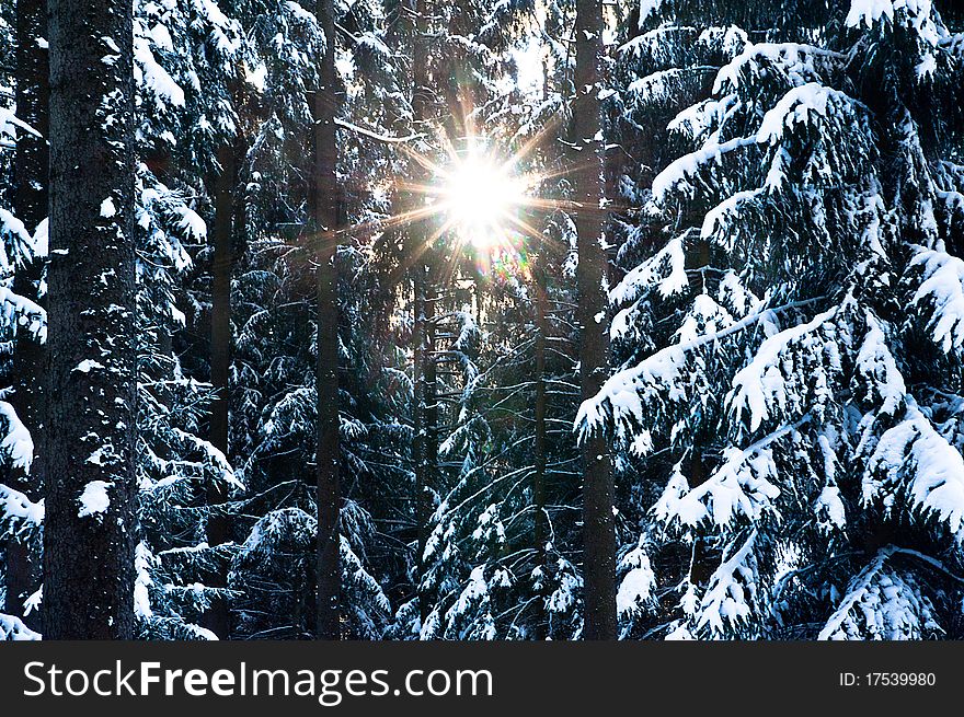 Sun looking through snowy Fir Tree, taken with D700. Sun looking through snowy Fir Tree, taken with D700
