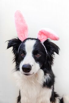 Happy Easter Concept. Funny Portrait Of Cute Smilling Puppy Dog Border Collie Wearing Easter Bunny Ears Isolated On White Royalty Free Stock Photography