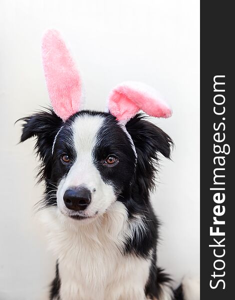 Happy Easter concept. Funny portrait of cute smilling puppy dog border collie wearing easter bunny ears isolated on white