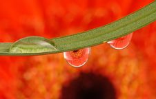 Flower Inside Rain Drops Stock Photos Flower Inside Rain Drops Stock Photos