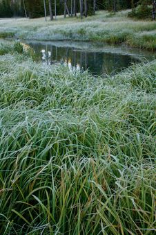 Frosted Grass And Pond, Yellowstone Stock Image Frosted Grass And Pond, Yellowstone Stock Image
