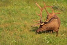 Huge Bull Elk Grazing In Yellowstone Field Stock Photography Huge Bull Elk Grazing In Yellowstone Field Stock Photography
