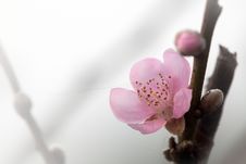 Pink Plum Flower With Nice Background Color Stock Photo Pink Plum Flower With Nice Background Color Stock Photo