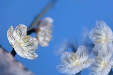 Pink Plum Flower With Nice Background Color Royalty Free Stock Photo Pink Plum Flower With Nice Background Color Royalty Free Stock Photo