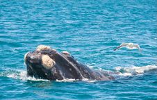 Southern Right Whale And Seagull. Stock Images Southern Right Whale And Seagull. Stock Images