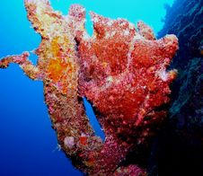 Frog Fish Stock Photography Frog Fish Stock Photography