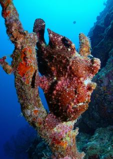 Frog Fish Stock Images Frog Fish Stock Images