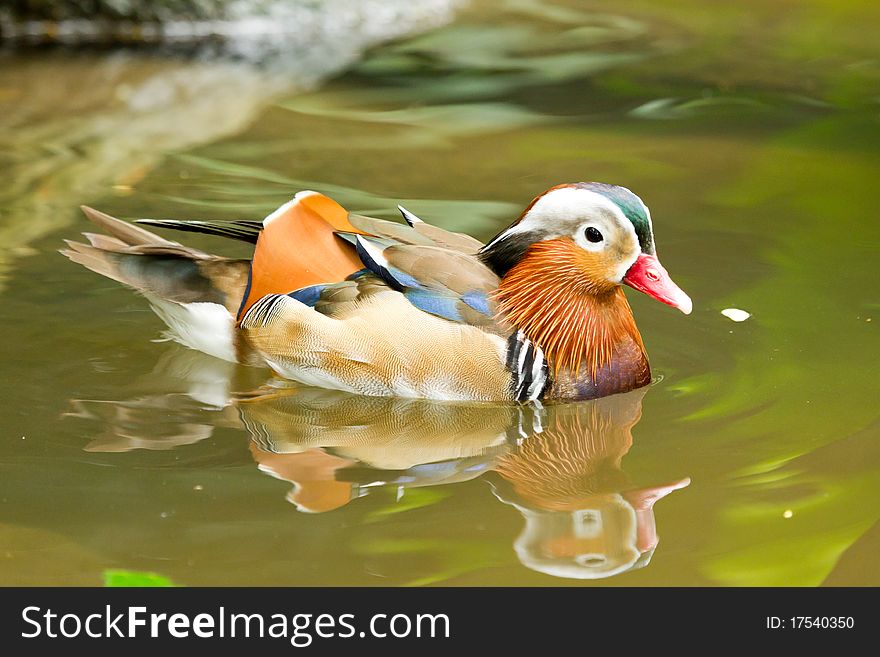 Duck swimming in water with reflection