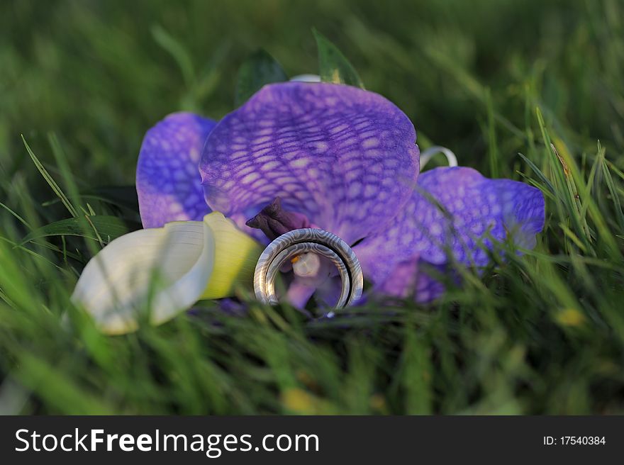 Two wedding rings on violet flower