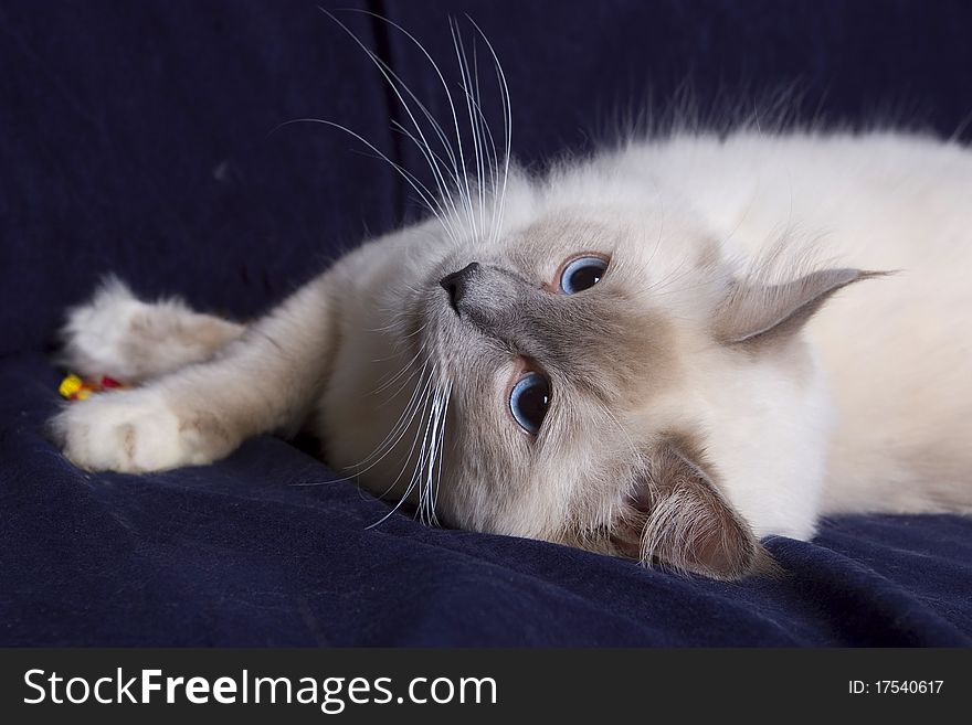 Ragdoll cat lying on a dark background