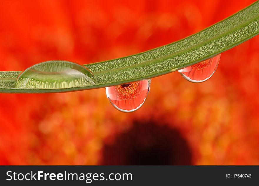 Flower inside rain drops macro photography