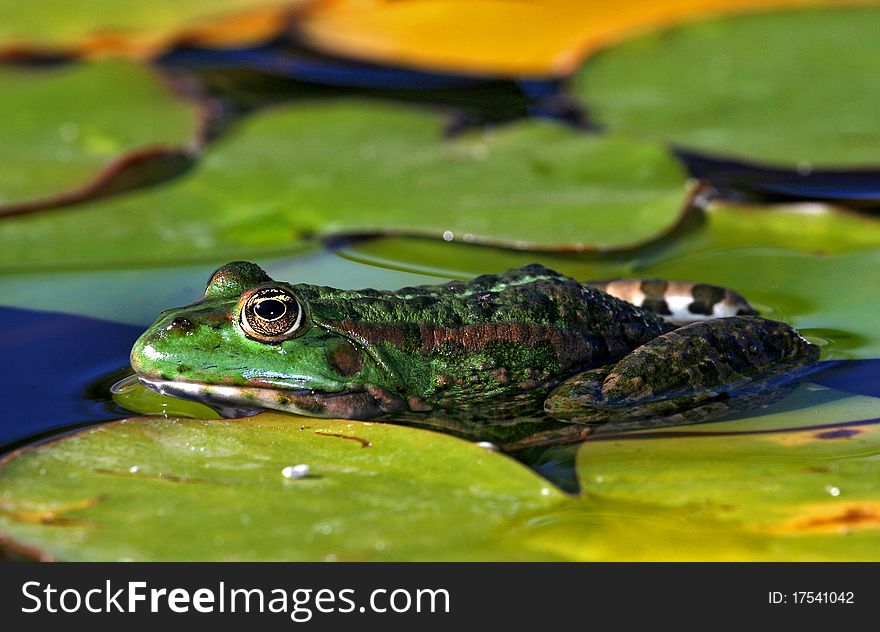 Green frog resting in lake