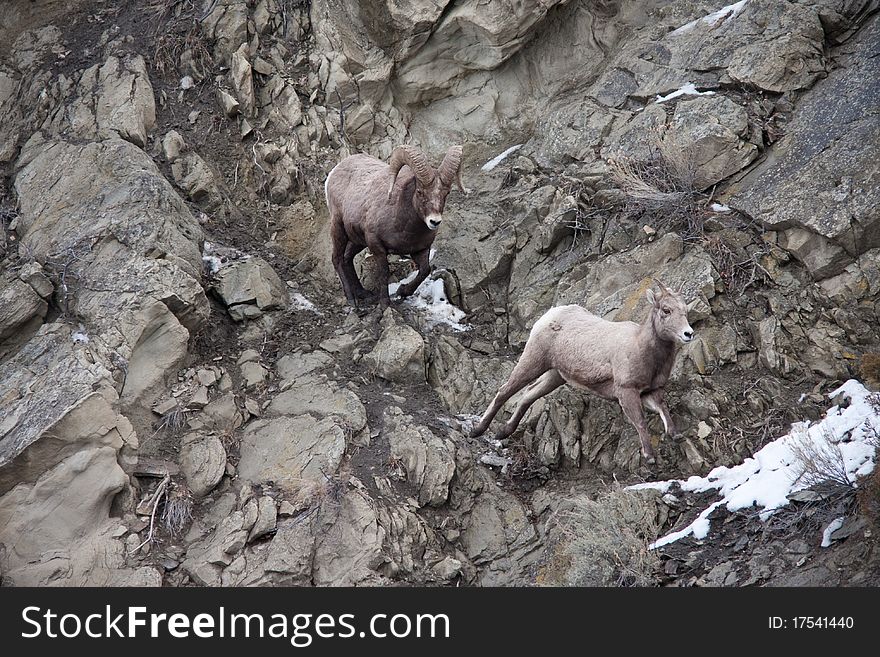 Bighorn sheeps during winter in Yellowstone