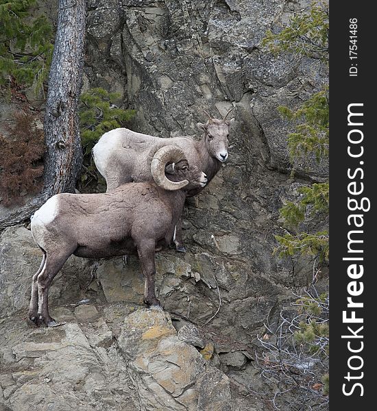 Bighorn sheeps during winter in Yellowstone