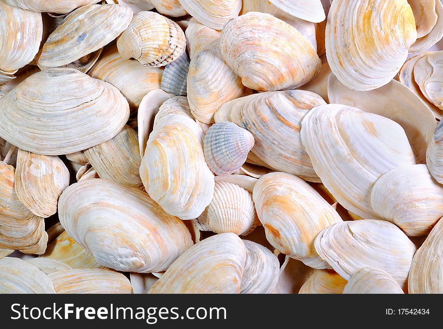 Background from sea cockleshells