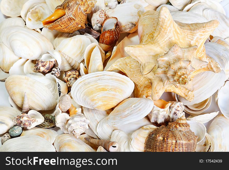 Background from sea cockleshells. Nature background