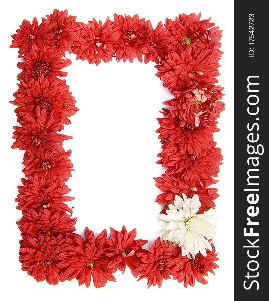 Red chrysanthemum frame isolated white