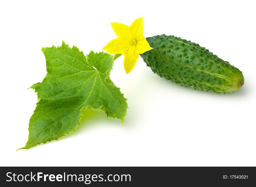 Fresh cucumber with leaf and flower isolated on white background (macro). Fresh cucumber with leaf and flower isolated on white background (macro)