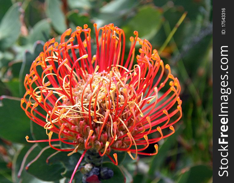 This is an image of a South African wildflower. This is an image of a South African wildflower.