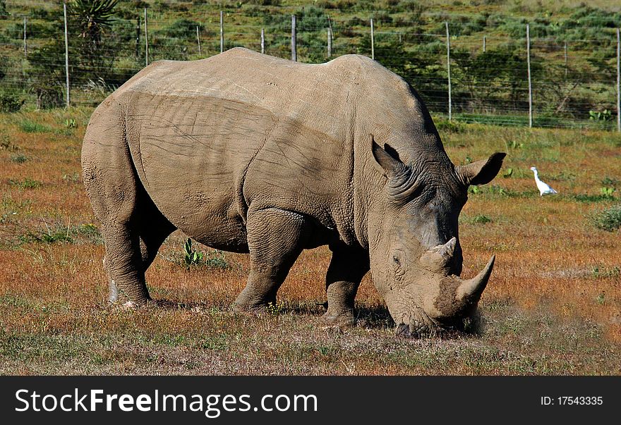 This is an image of a south African Rhinoceros.