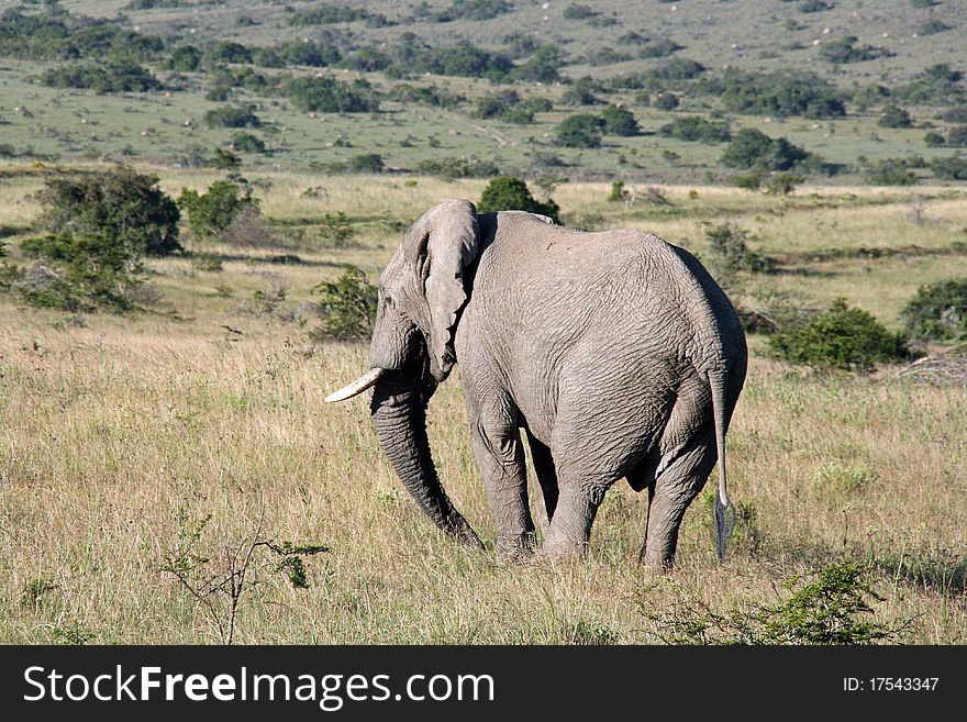 This is an image of a wils South African Elephant. This is an image of a wils South African Elephant.