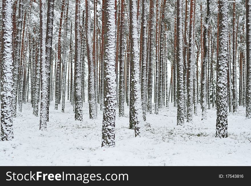 Frozen forest in winter - Poland
