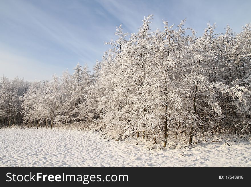 Forest Covered With Snow