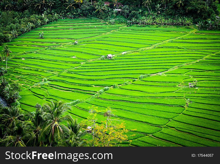 Beautiful lines in rice terrace field. Beautiful lines in rice terrace field