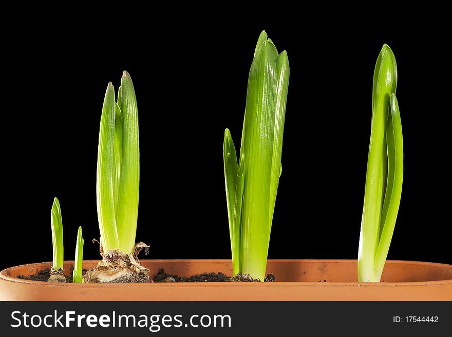 Green Dutch tulip sprouts isolated on black