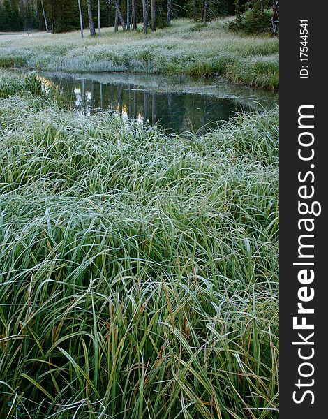 Frost covers grass near a small pond on a cold fall morning.  Yellowstone National Park, Wyoming. Frost covers grass near a small pond on a cold fall morning.  Yellowstone National Park, Wyoming.