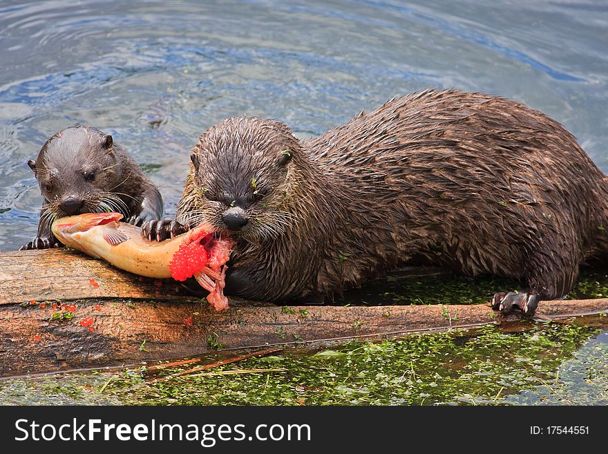 River Otters Feeding On Cutthroat Trout