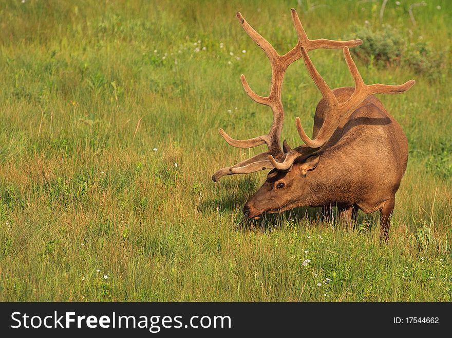 Huge Bull Elk Grazing in Yellowstone Field