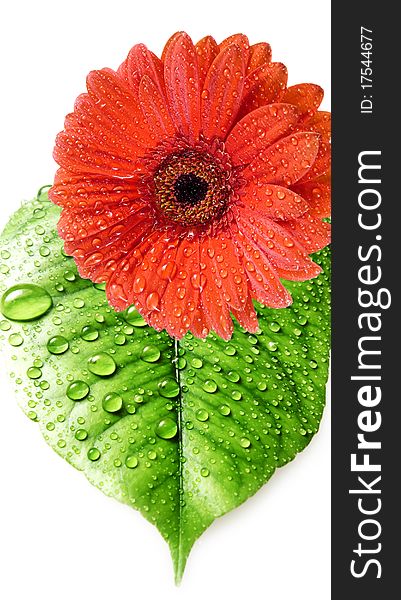Red daisy and leaf with water drops