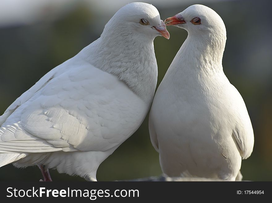 Two loving white doves in a garden