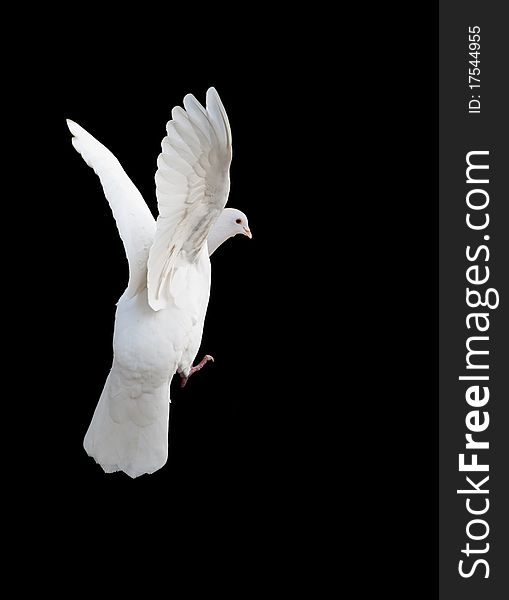 White dove in free flight with isolated black background