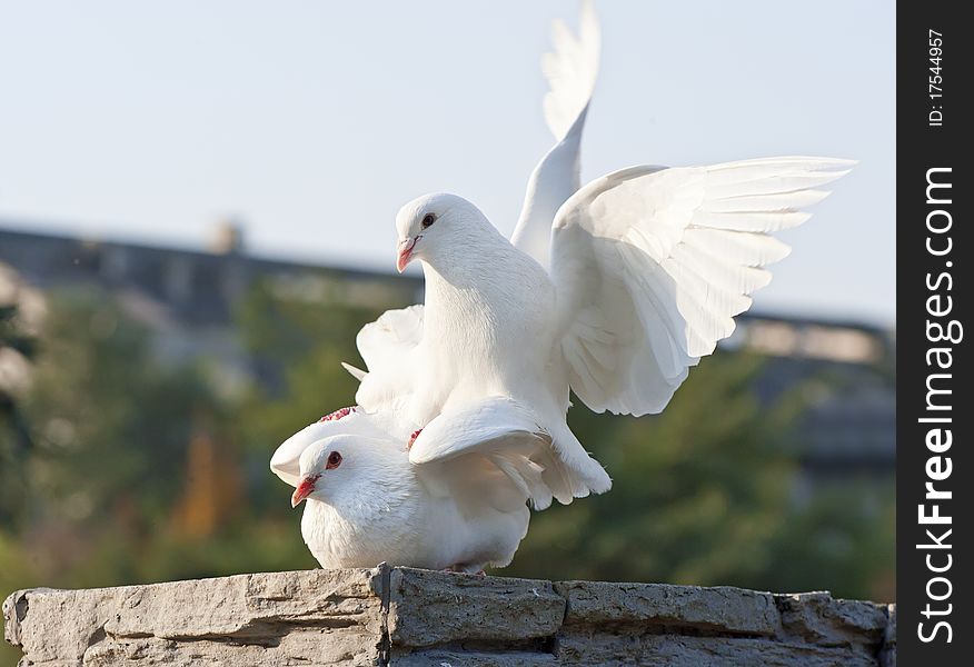 Two cute loving white doves in a park. Two cute loving white doves in a park