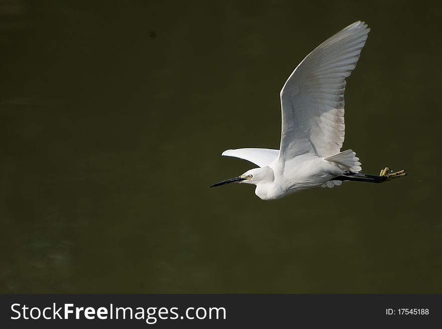 White Egret Extended Its Wings